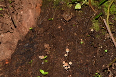 Mycena luxarbolicola