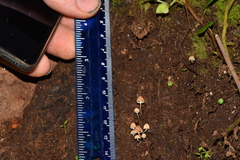 Mycena luxarbolicola