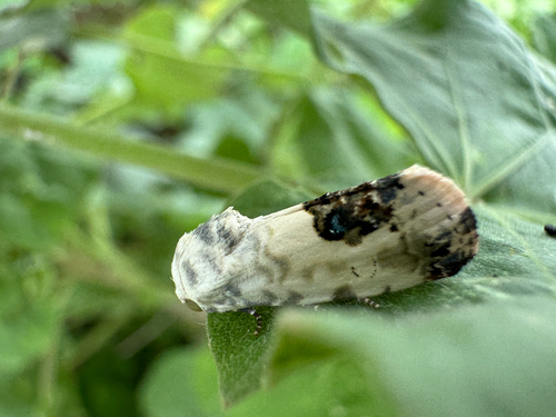 Acontia opalinoides