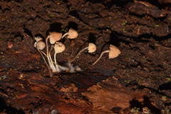 Mycena luxarbolicola