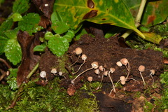 Mycena luxarbolicola