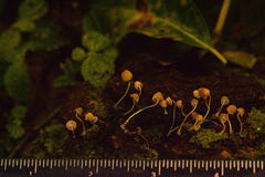 Mycena luxarbolicola