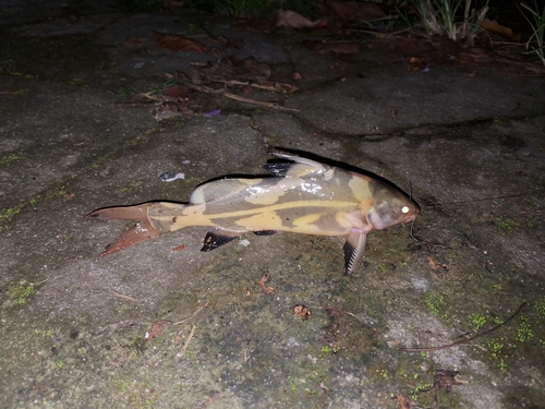Harlequin catfish (Bagroides melapterus) — Bagridae — 2