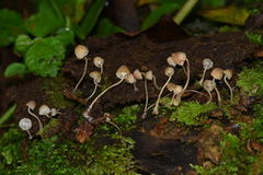 Mycena luxarbolicola