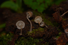 Mycena luxarbolicola