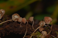 Mycena luxarbolicola