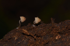 Mycena luxarbolicola