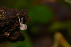 Mycena luxarbolicola
