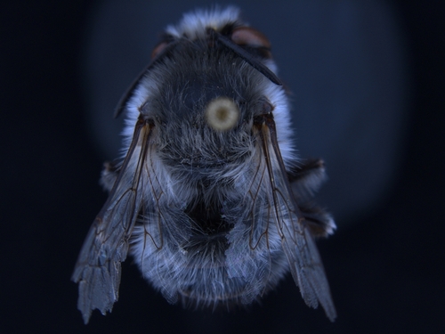 iNaturalist observation photo of Pacific Digger Bee