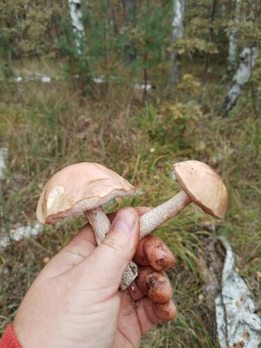 Наблюдение на iNaturalist