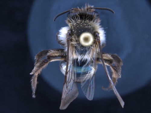 iNaturalist observation photo of Mining Bees