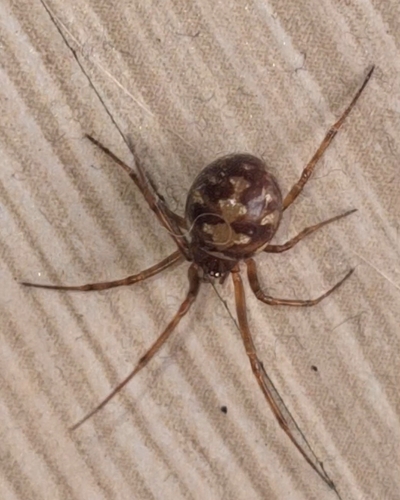 Triangulate Combfoot