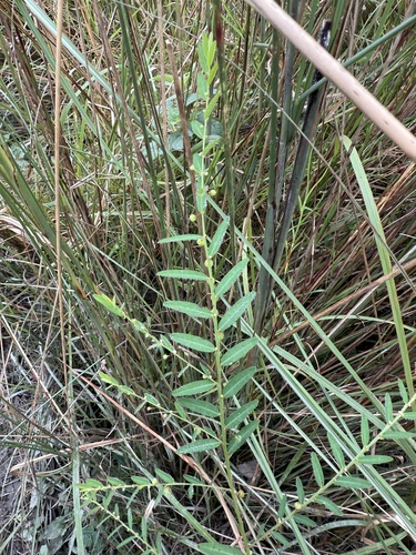 Phyllanthus simplex iNat (3)