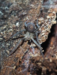 Megadictyna thilenii