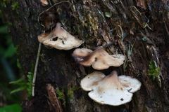 Auriscalpium villipes