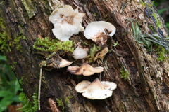 Auriscalpium villipes