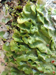 Lobaria adscripta
