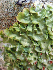 Lobaria adscripta