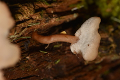 Auriscalpium villipes