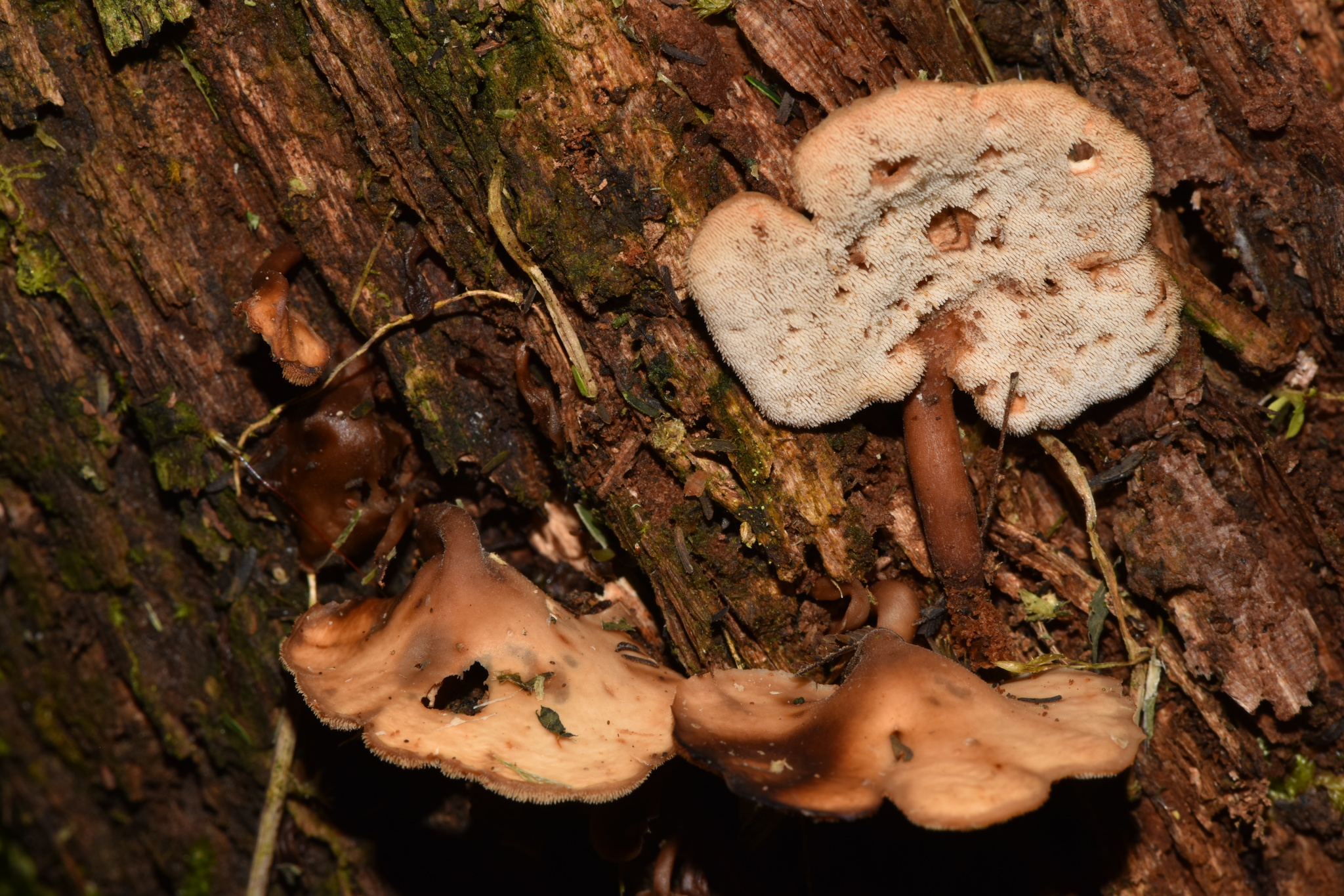 Auriscalpium villipes image