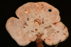 Auriscalpium villipes
