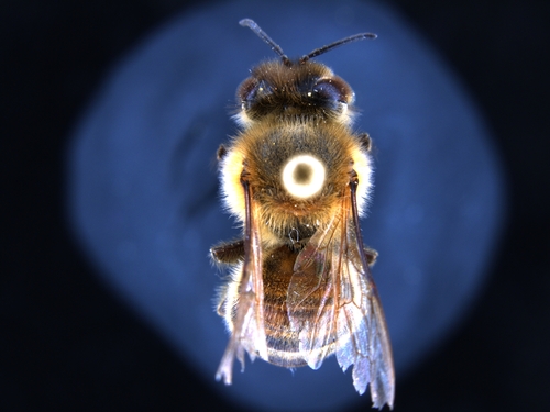 iNaturalist observation photo of Western Honey Bee