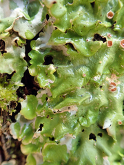 Lobaria adscripta