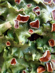 Lobaria adscripta