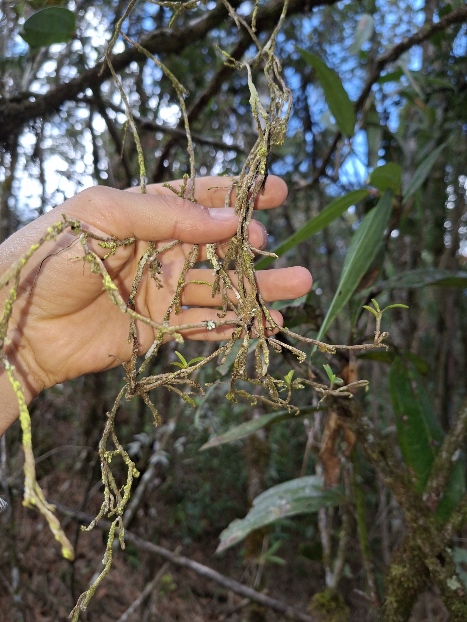 Epidendrum modestissimum F.Lehm. & Kraenzl. 3
