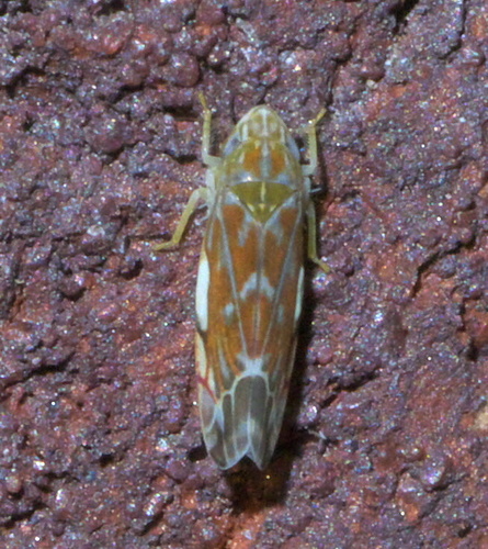 Wounded Leafhopper photo 3