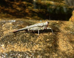 Euscelimena gavialis