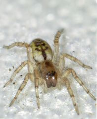 Amaurobioides
