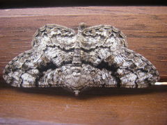 Peribatodes umbraria