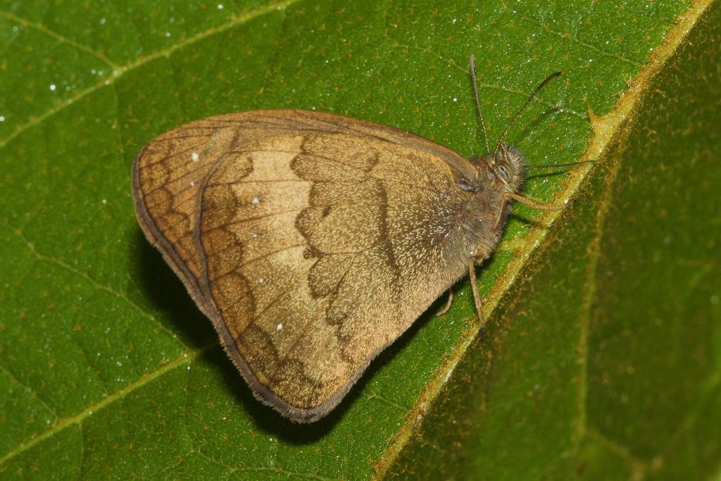 Forsterinaria pallida
