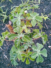 Cochlospermum wrightii
