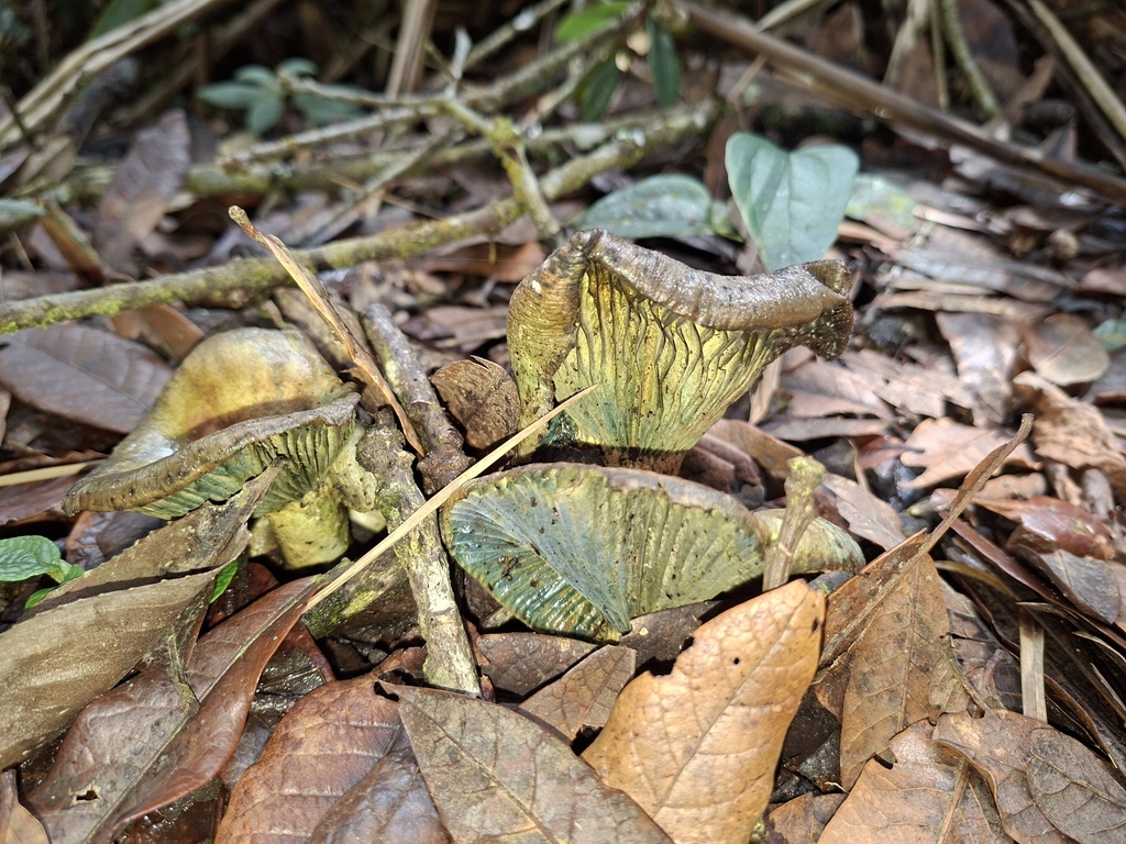 Lactarius indigo · October 2025 · photo: © danielmesa1 (iNaturalist, cc-by)