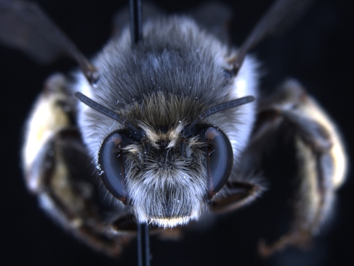 iNaturalist observation photo of Common Digger Bees