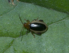Capraita thyamoides