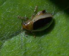 Capraita thyamoides