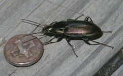 Poecilus chalcites