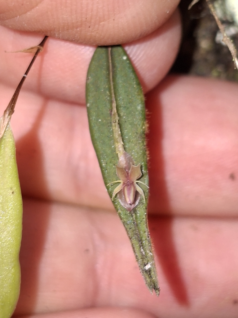 Lepanthes andrenoglossa