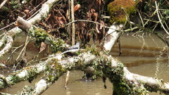 Motacilla clara