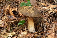 Porphyrellus