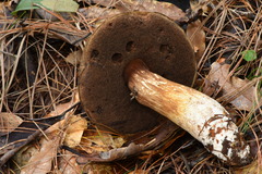 Porphyrellus