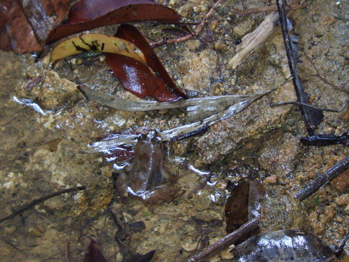 Allen's Slippery Frog, Conraua alleni