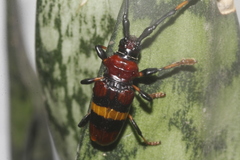 Trachyderes elegans