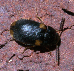 Mycetophagus
