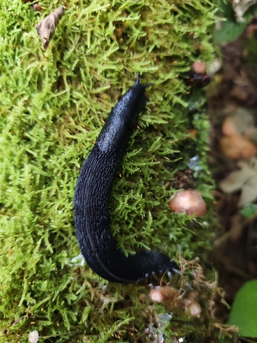 Limax cinereoniger