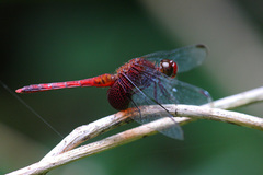 Erythrodiplax fervida