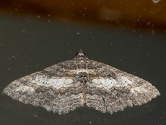 Eucymatoge scotodes